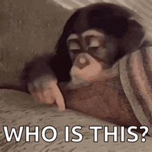a baby chimpanzee is laying on a bed and pointing at the camera .