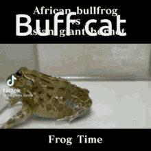 buff cat frog