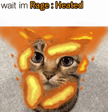 Rage Cat GIF