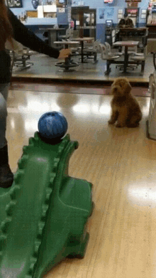 Dog Trick GIF - Dog Trick Bowling GIFs