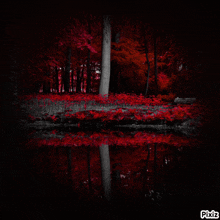 a black and white photo of a forest with red leaves and a pixiz logo