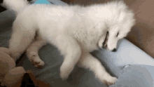 Samoyed Dumb GIF - Samoyed Dumb And GIFs