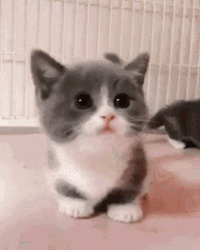 Kitten Cute GIF - Kitten Cute Meow GIFs