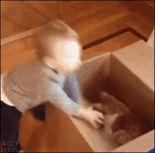 Pra Rir GIF - Cat Box Baby GIFs