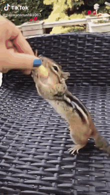 Squirell Happy GIF - Squirell Happy Nut GIFs