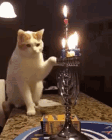 Cat Candle GIF - Cat Candle Play GIFs