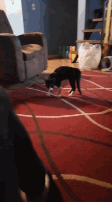 a black and white cat walking on a red rug
