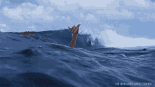surf shaka wave