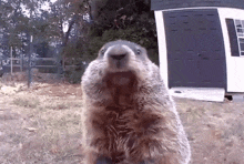 Groundhog Animal GIF - Groundhog Animal Chewing GIFs