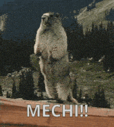 a ground squirrel is standing on its hind legs with the words mech !! written below it