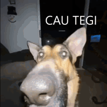 Cav Tegi GIF - Cav Tegi GIFs