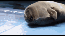 Niko Toba Aquarium GIF - Niko Toba Aquarium Baby Seal GIFs