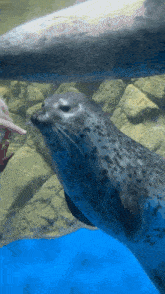 a seal is being fed by a person in a blue tank