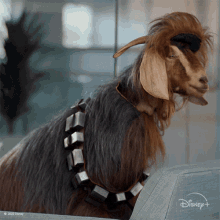 Looking At You Goats GIF - Looking At You Goats Chewbacca GIFs
