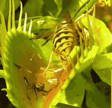 Insect Wasp GIF - Insect Wasp Eat GIFs