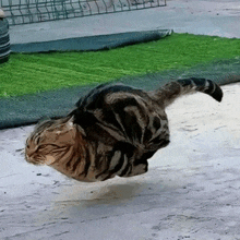 a cat is flying through the air while laying on the ground .