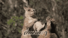 kangaroo fight fighting