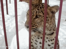 You'Ve Uh, Got Something On Your Face... GIF - Animals Leopard Cats GIFs