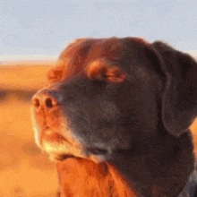 a close up of a brown dog 's face with a desert in the background