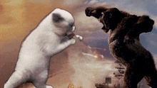 Cat Cat Meme GIF - Cat Cat Meme King Kong GIFs