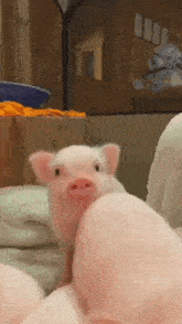 Pig Piggy GIF - Pig Piggy Pigs GIFs