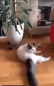 Cat Fell GIF - Cat Fell - Discover & Share GIFs