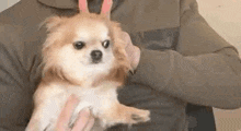 a person is holding a small dog in their arms and petting it .