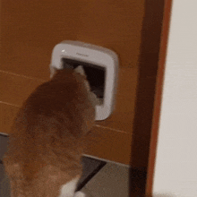 a cat is looking into a cat door on a door .