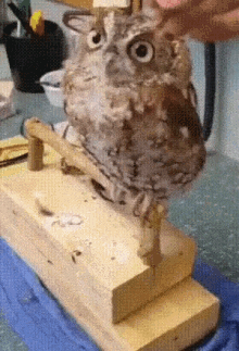 Owl Pet GIF - Owl Pet Cuddle GIFs