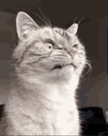 Angry Cat GIF - Angry Cat Pissed GIFs