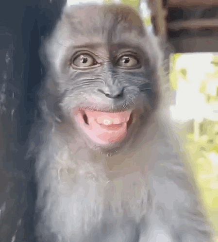 monkey with long hair looking away meme｜TikTok Search