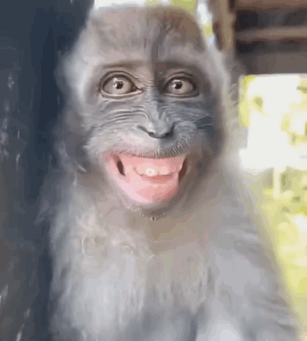 Monkey expression or meme are captured Stock Photo