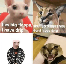 a collage of four pictures of cats with the words `` hey big floppa , shut up bingus you don t have drip ''