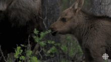 Moose Calf GIF - Moose Calf Canada GIFs