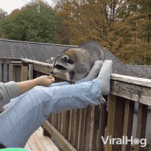 Feeding A Raccoon Viralhog GIF - Feeding A Raccoon Viralhog Give Food GIFs