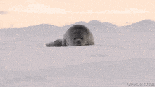 Seal Cute GIF - Seal Cute Hello GIFs