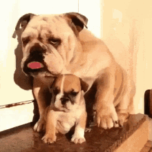 Bulldog Parent GIF - Bulldog Parent Tired GIFs