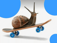 Snail Cool GIF