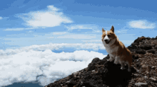 A Corgi On Top Of A Mountain To Brighten Your Day GIF - Dogs Aww Cute GIFs