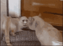 Linlin Scared GIF - Linlin Scared Cat GIFs