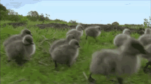 Duck Stampede GIF