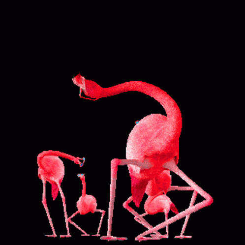 Dance Flamingo GIF - Dance Flamingo Birds GIFs