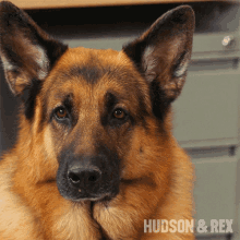 Huh Rex GIF - Huh Rex Hudson And Rex GIFs
