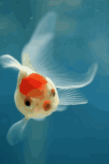 Fish Cute GIF