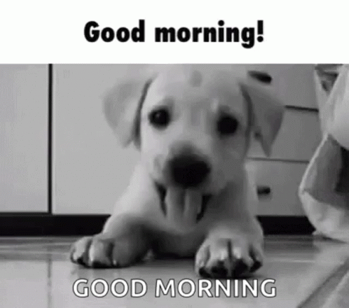 Good Morning Dog GIF - Good Morning Dog Cute - Discover & Share GIFs