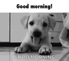 Good Morning Dog GIF - Good Morning Dog Cute GIFs