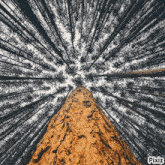 looking up at a tree in a forest with pixiz written at the bottom