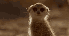 Meerkat Deal GIF - Meerkat Deal Turn GIFs