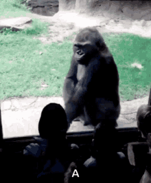 gorilla-angry.gif