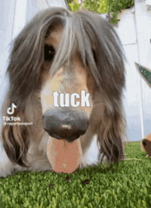 Tuck Dog GIF - Tuck Dog Brockhampton GIFs